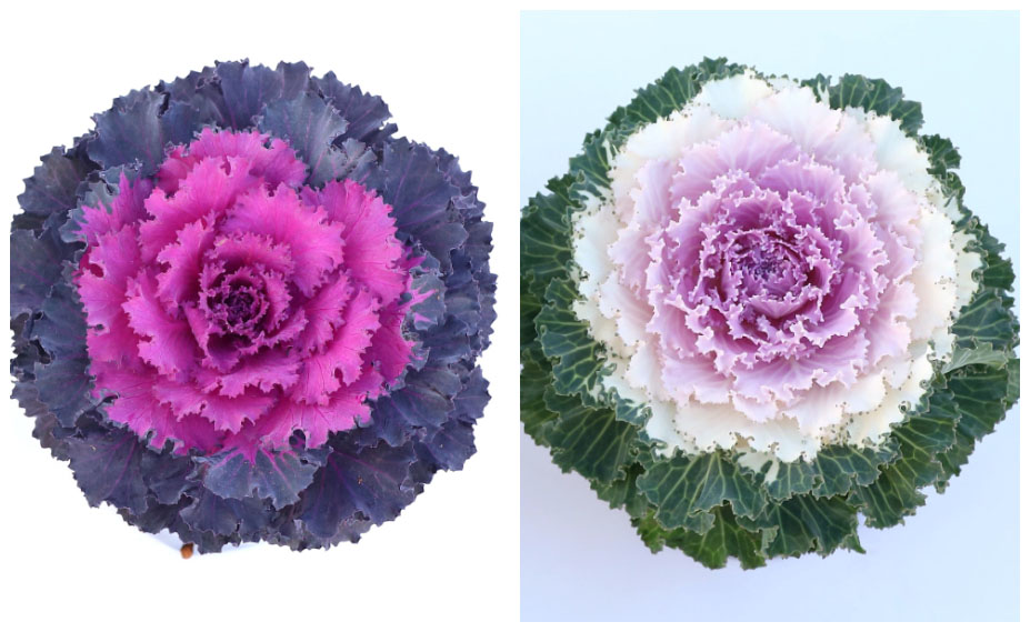 ハボタン　ローブ シリーズ<