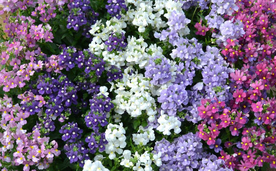 ネメシア　アレンジ シリーズ<