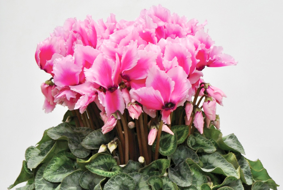 シクラメン　松尾リップ シリーズ<