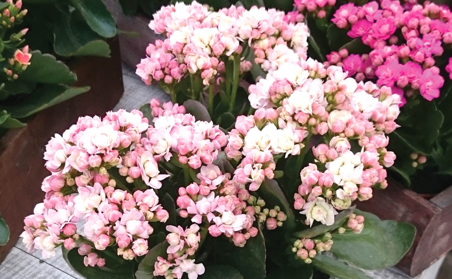 カランコエ　カランディーバ　XLフラワーズ<