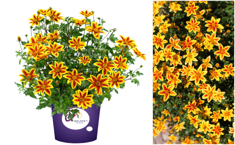 ビデンス　ブレイジングスター<