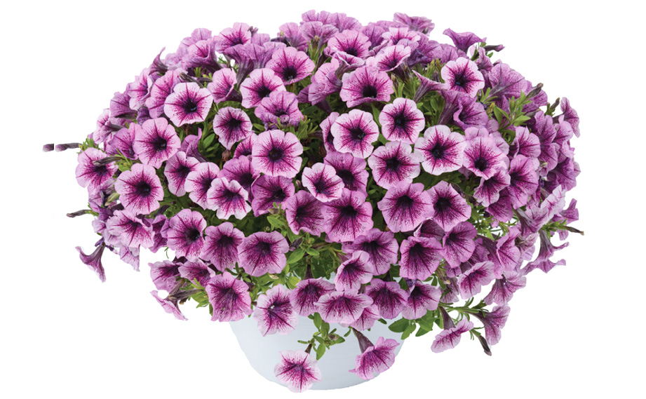 ペチュニア　リトルチュニア<