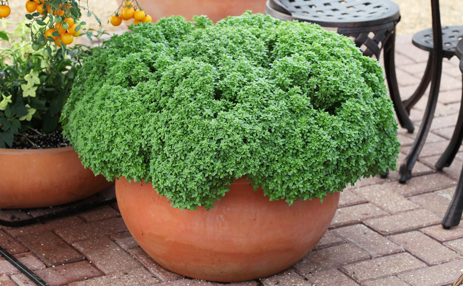 バジル　クッキングバジル<