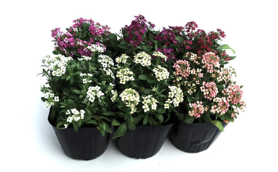 アリッサム　イースターボネット シリーズ<