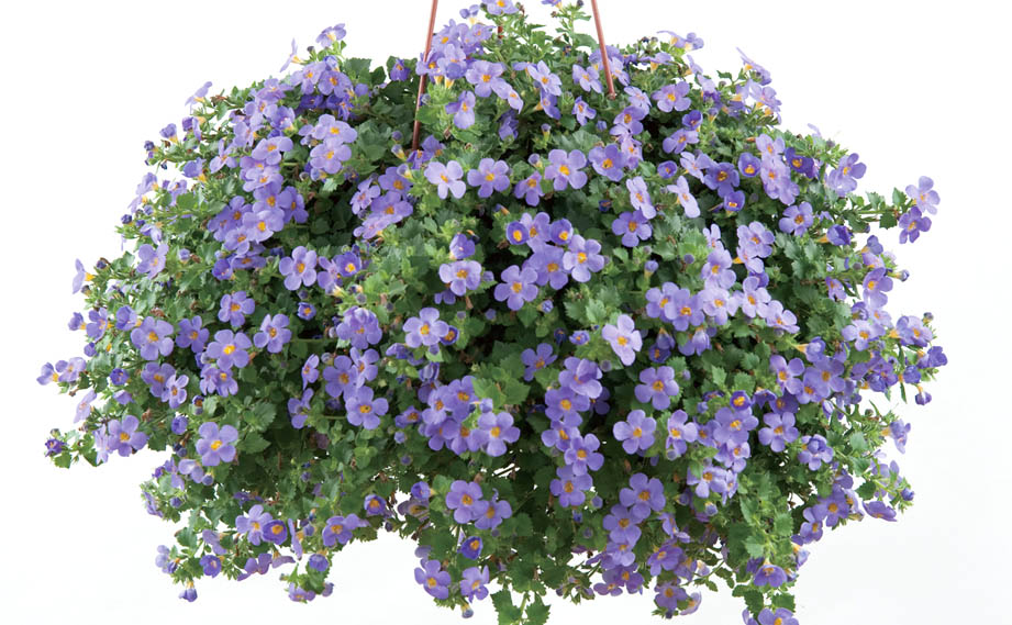 ステラ(バコパ)　スコーピア シリーズ<