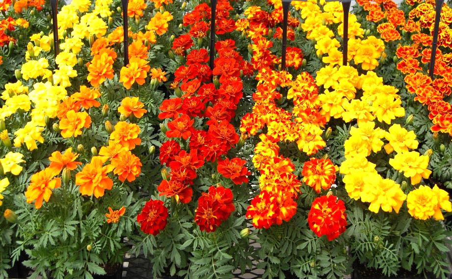 マリーゴールド フレンチ　デュランゴ シリーズ<