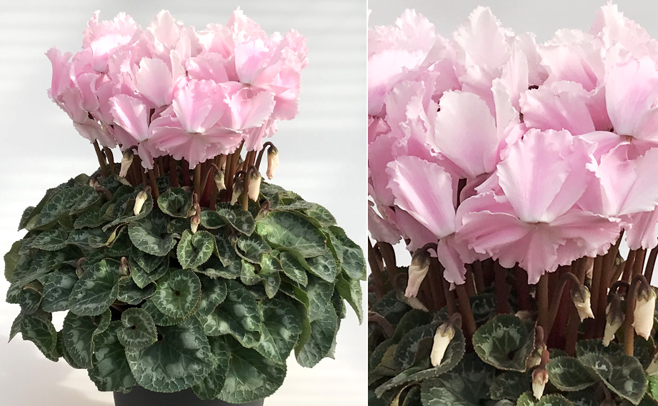 シクラメン 大栄　ピーチフリル<