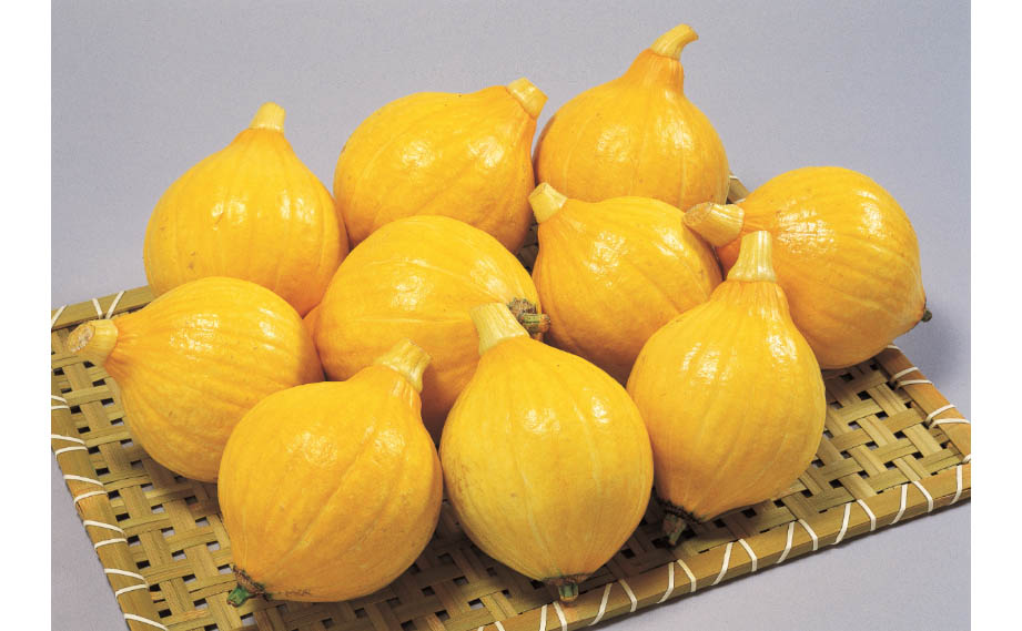 カボチャ　コリンキー<