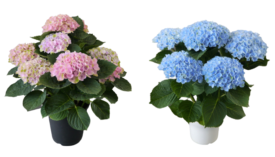 ハイドランジア　マジカル シリーズ<