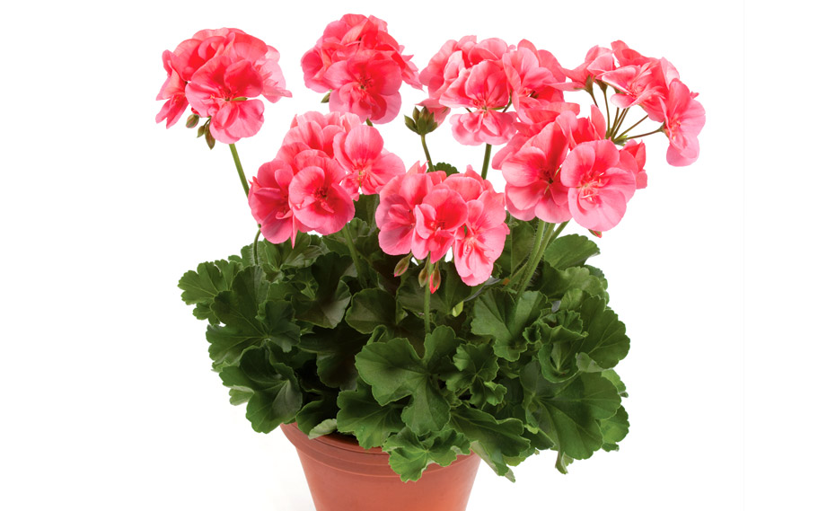 ゼラニウム　ツーインワン<