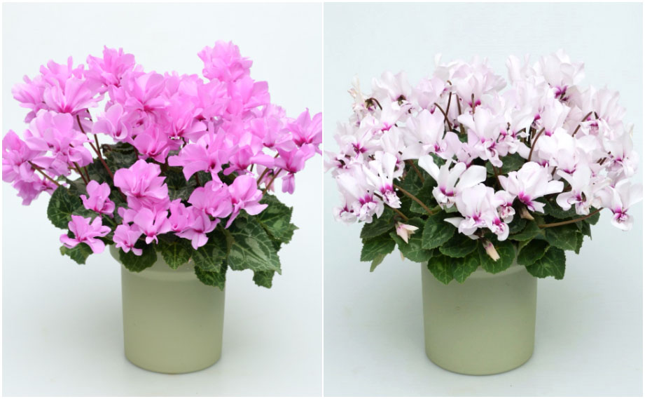 シクラメン F1　プティムーラン<