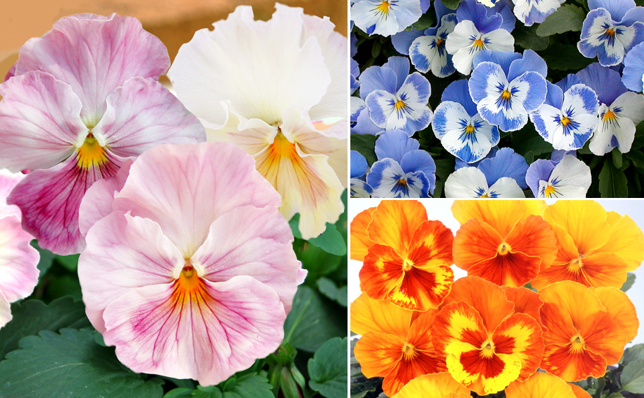 パンジー　ユニーク系<