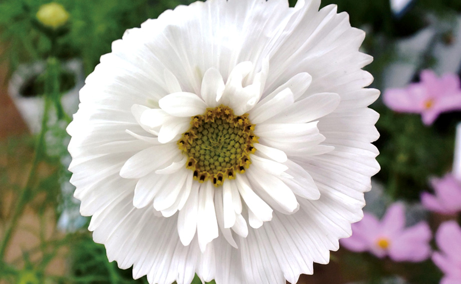 コスモス　カップケーキ シリーズ<