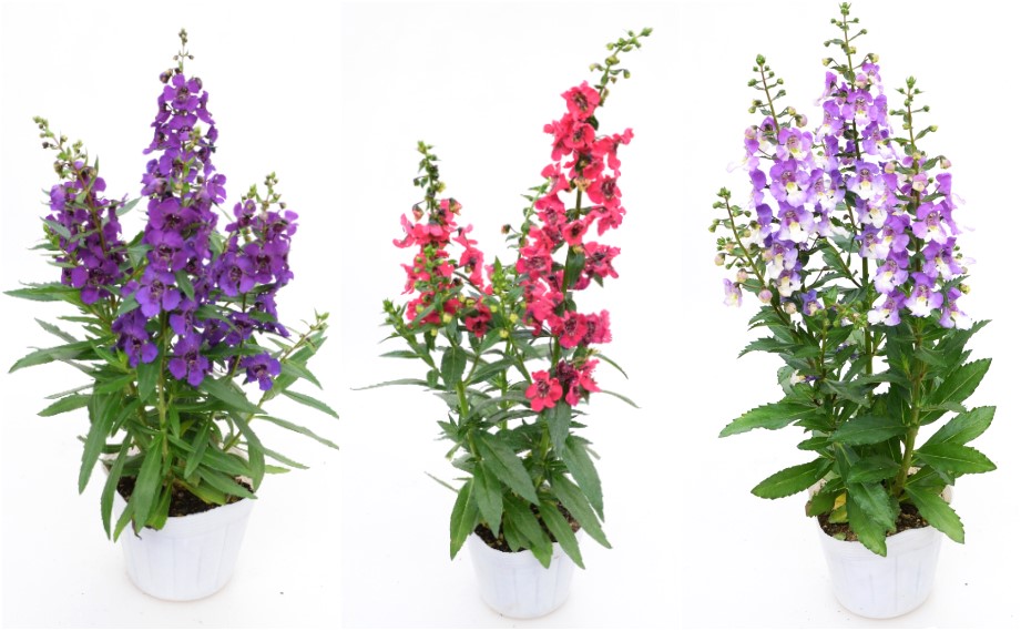 アンゲロニア　アークエンジェル<