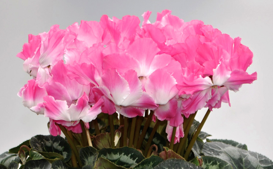 シクラメン　プリズムウェーブ シリーズ<