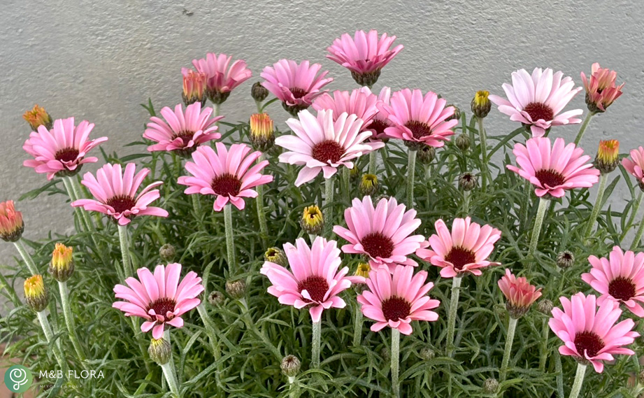 ローダンセマム　プリマリア<