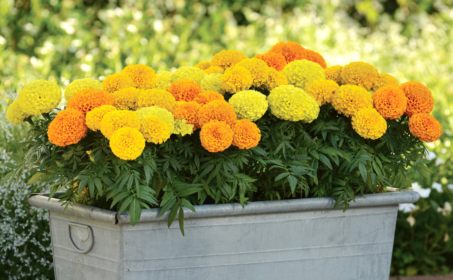 マリーゴールド アフリカン F1　タイザン シリーズ<