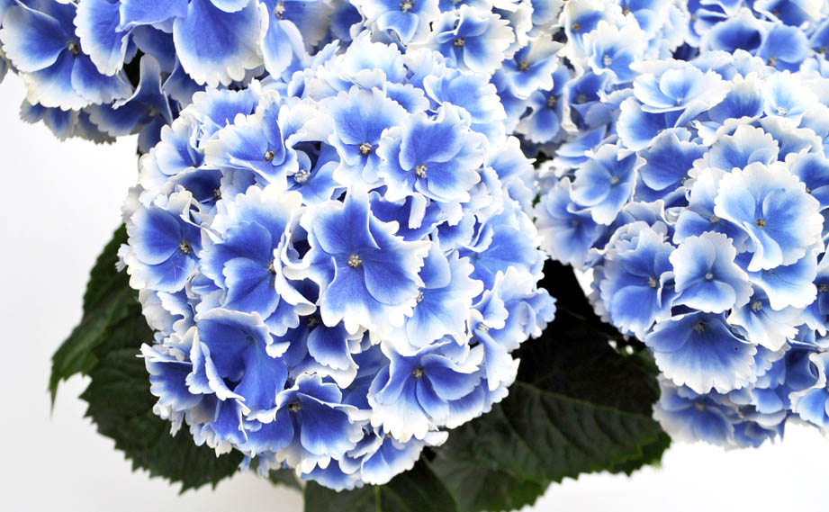 ハイドランジア　創作あじさい シリーズ<