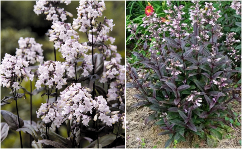 ペンステモン　ミスティカ<