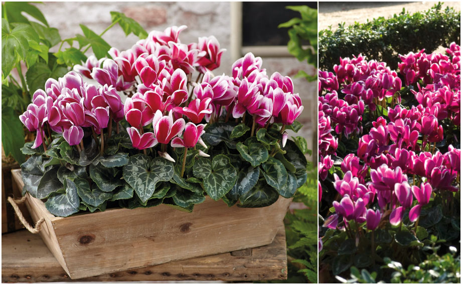 シクラメン F1　ティアニス ファンタジア<