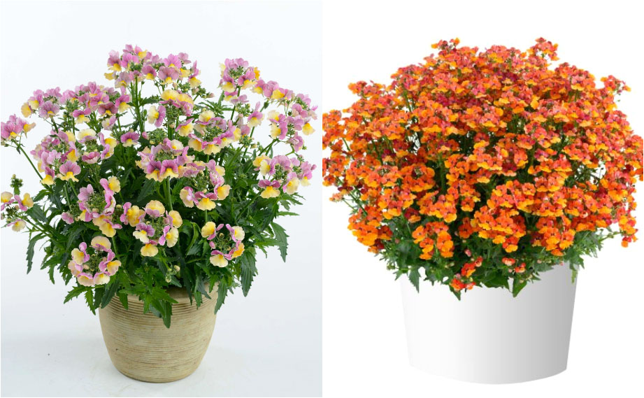 ネメシア　ネシア<