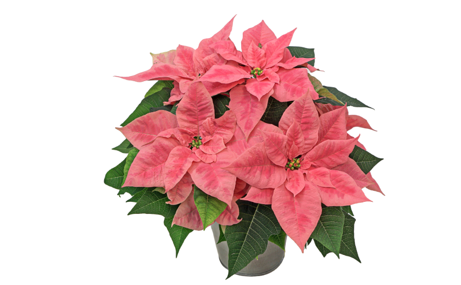 ポインセチア　ピンクシャンパーニュ<