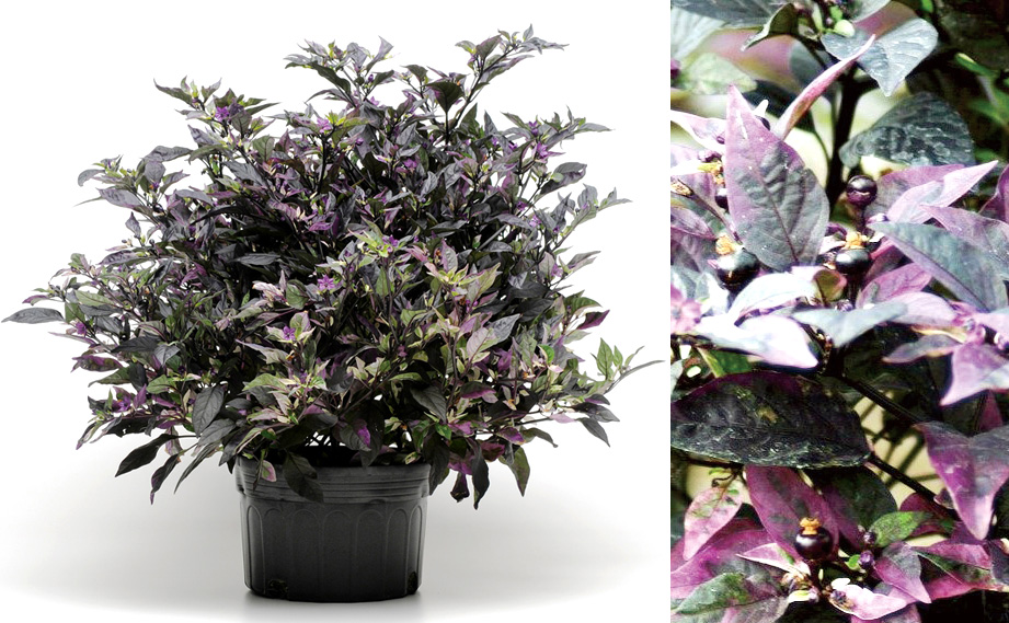 カプシカム　パープルフラッシュ<