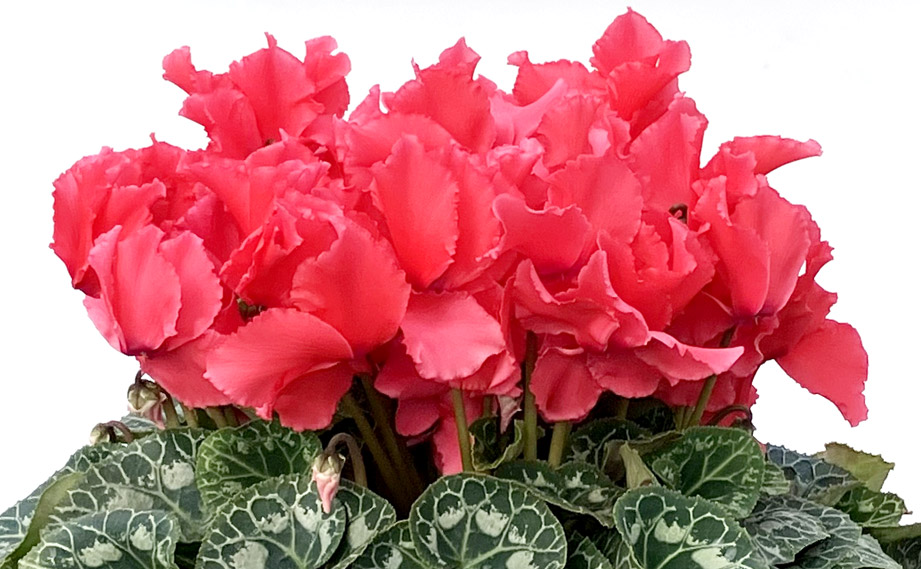 シクラメン　田中パステル シリーズ<