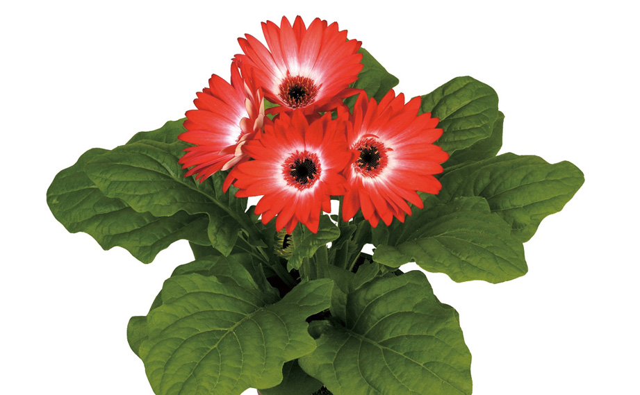 ガーベラ F1　フロリラインミディ シリーズ<