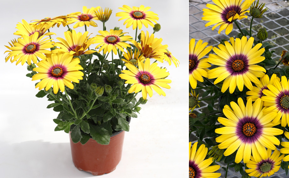 オステオスペルマム　パイナップルモンスター<