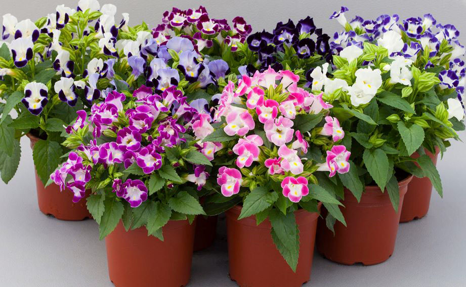 トレニア　ハイライト シリーズ<