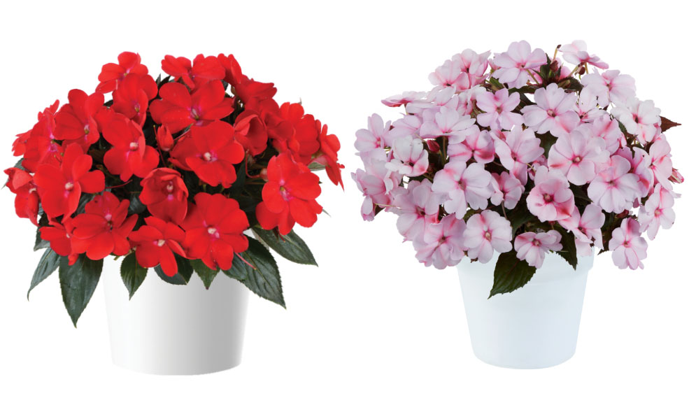 ニューギニアインパチェンス　ソルルナ<