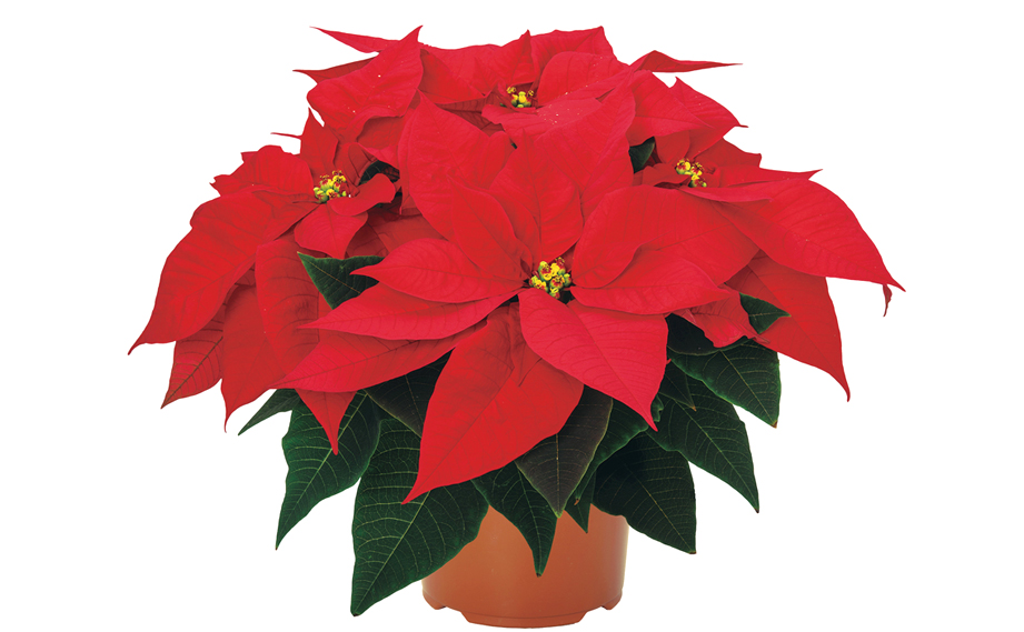 ポインセチア　バーニングエンバー<