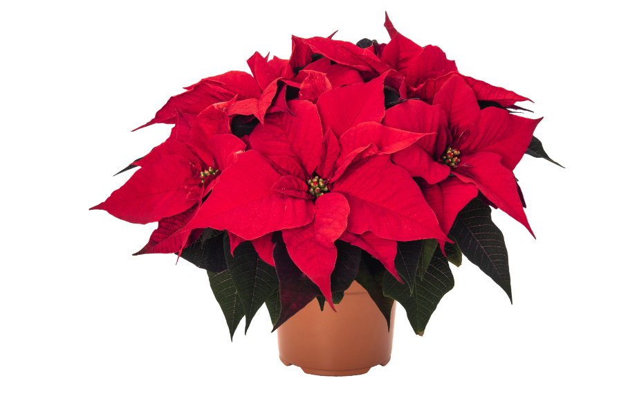 ポインセチア　イタリアンレッドグランデ<