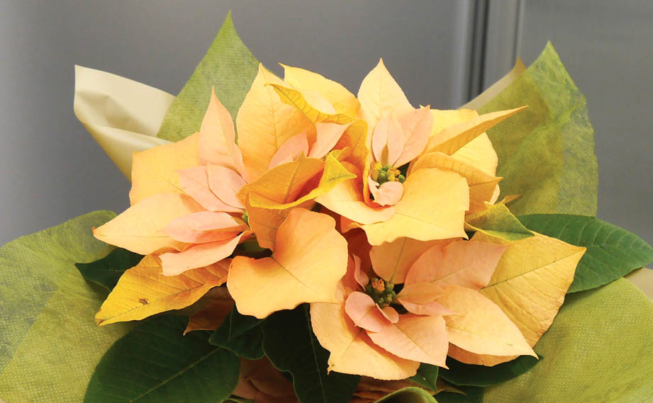 ポインセチア　ゴールド<