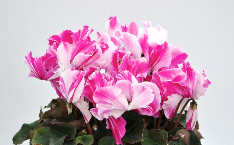 シクラメン　ベルヌーベル<