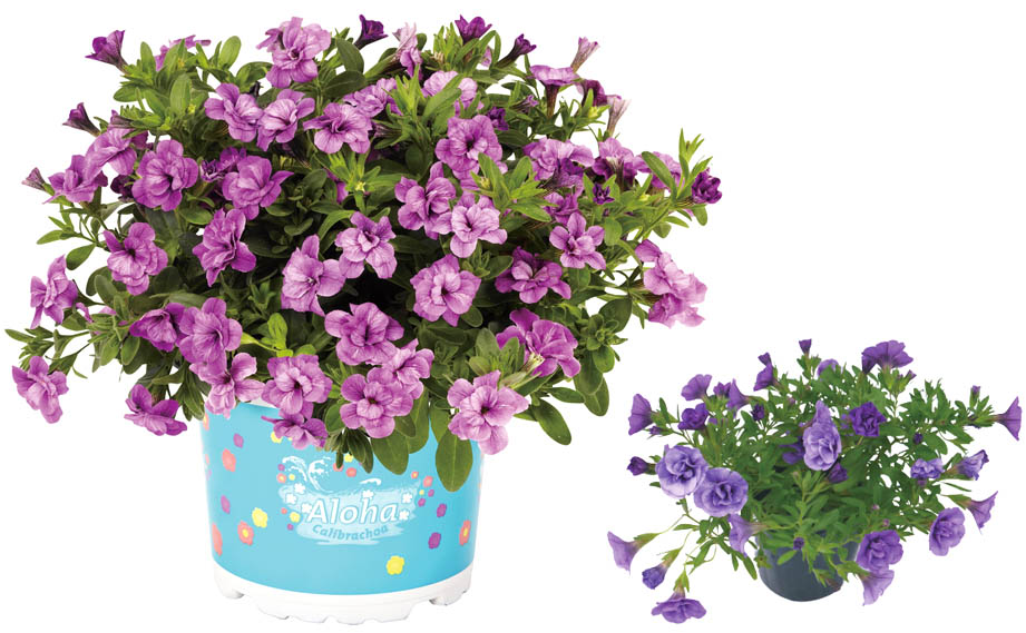 カリブラコア　アロハダブル<