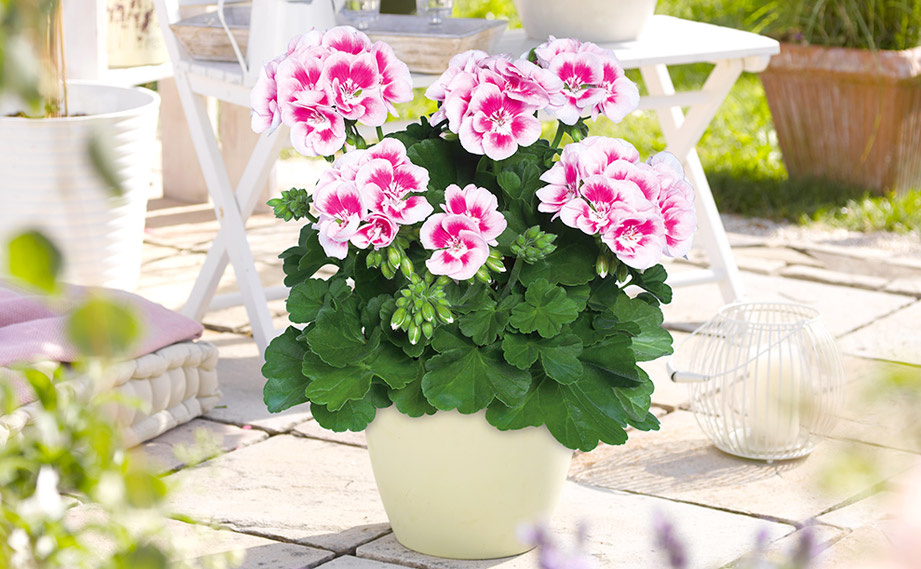 ゼラニウム　クオリティ<