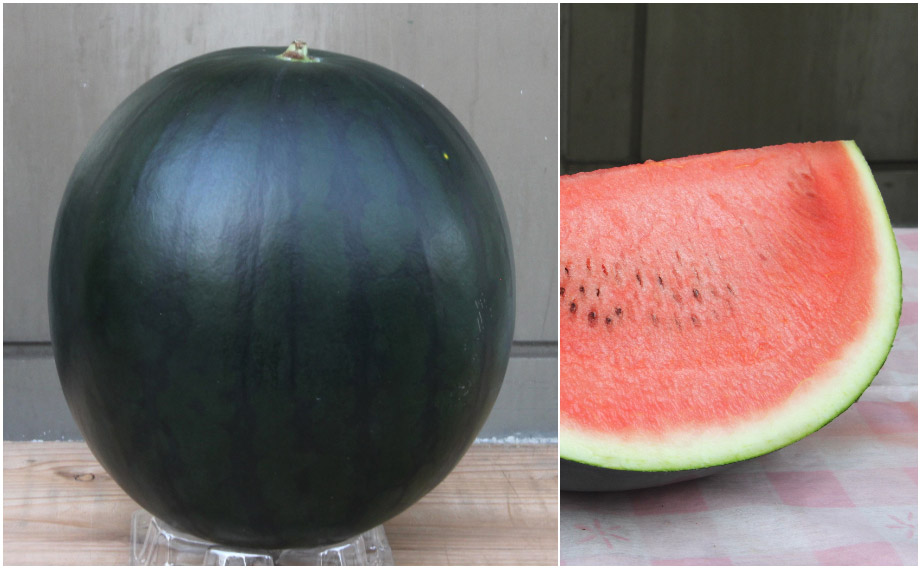 スイカ　ピノ・ダディ<