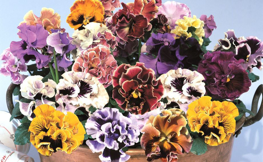 パンジー F1　フラメンコ シリーズ<