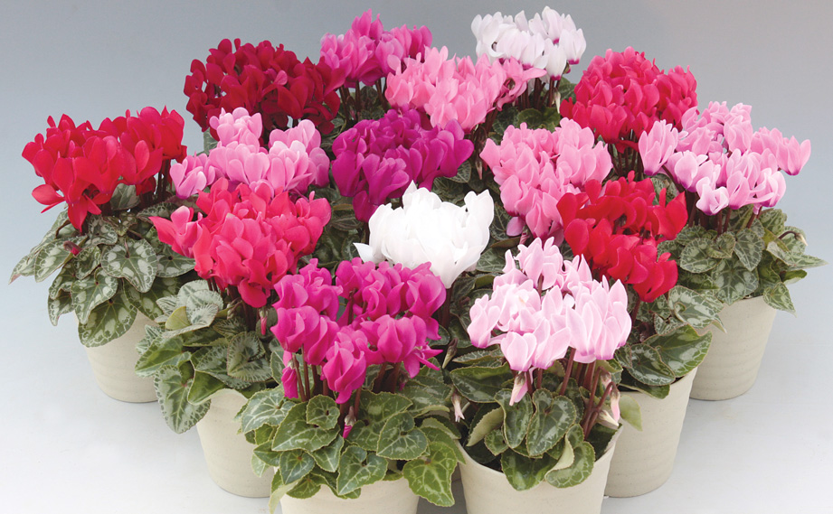 シクラメン　ステラ シリーズ<