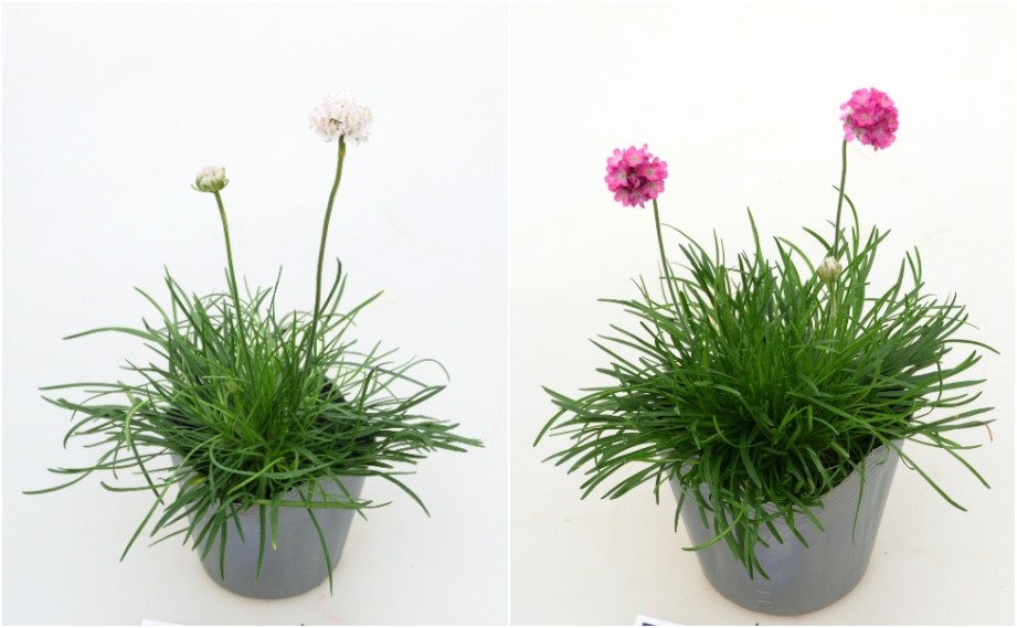 アルメリア　アルマダ シリーズ<