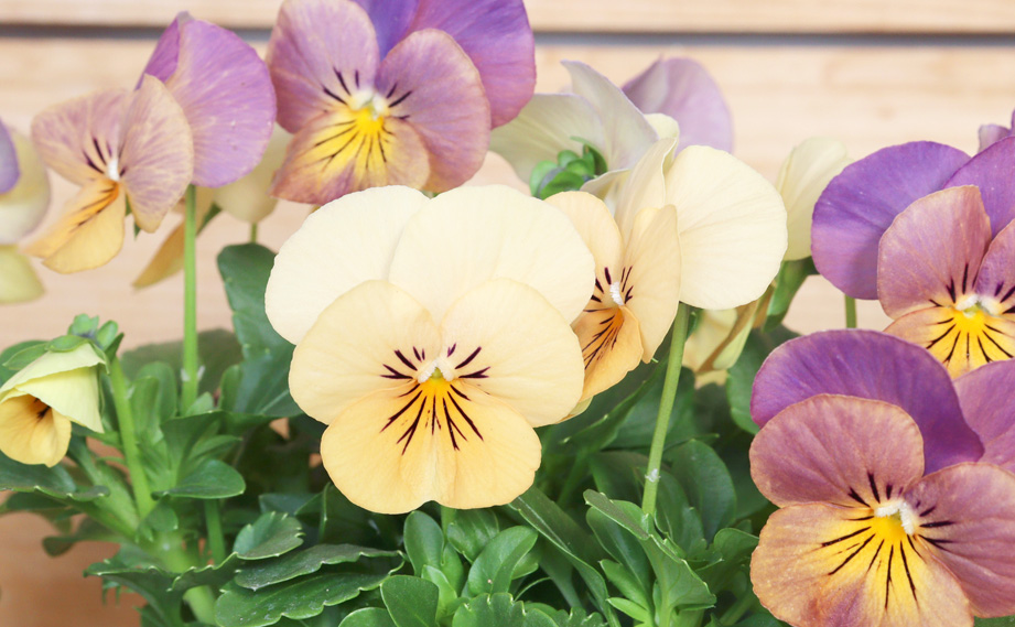 ビオラ　パンプキン<