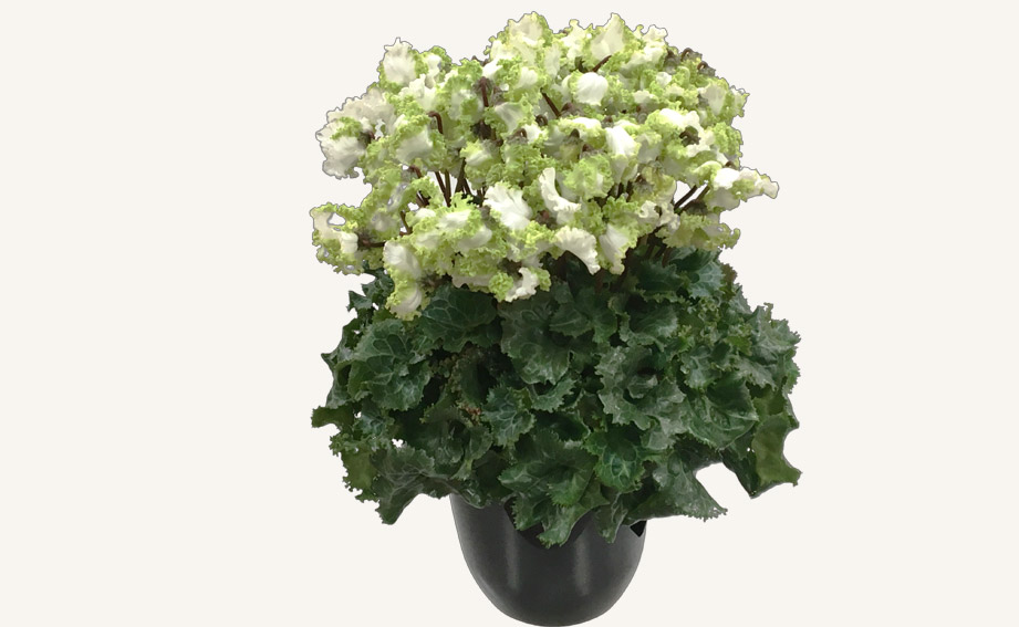 シクラメン　アイスプリンセス<