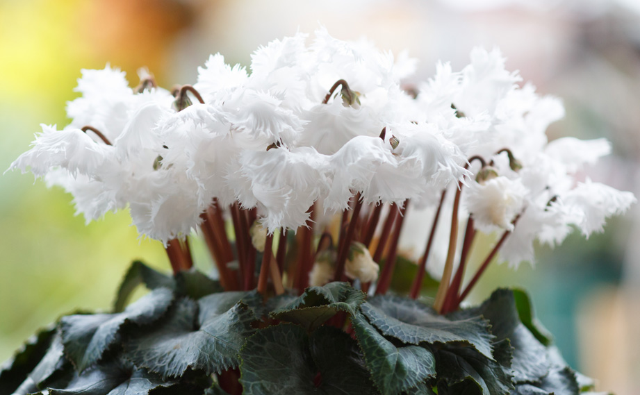 シクラメン 大栄　スワン シリーズ<