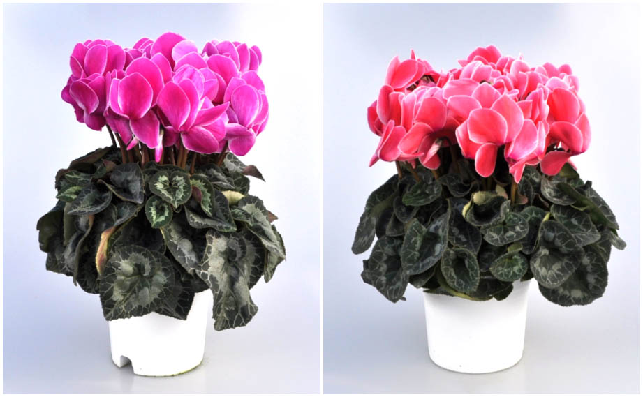 シクラメン　イッセイ シャワー シリーズ<