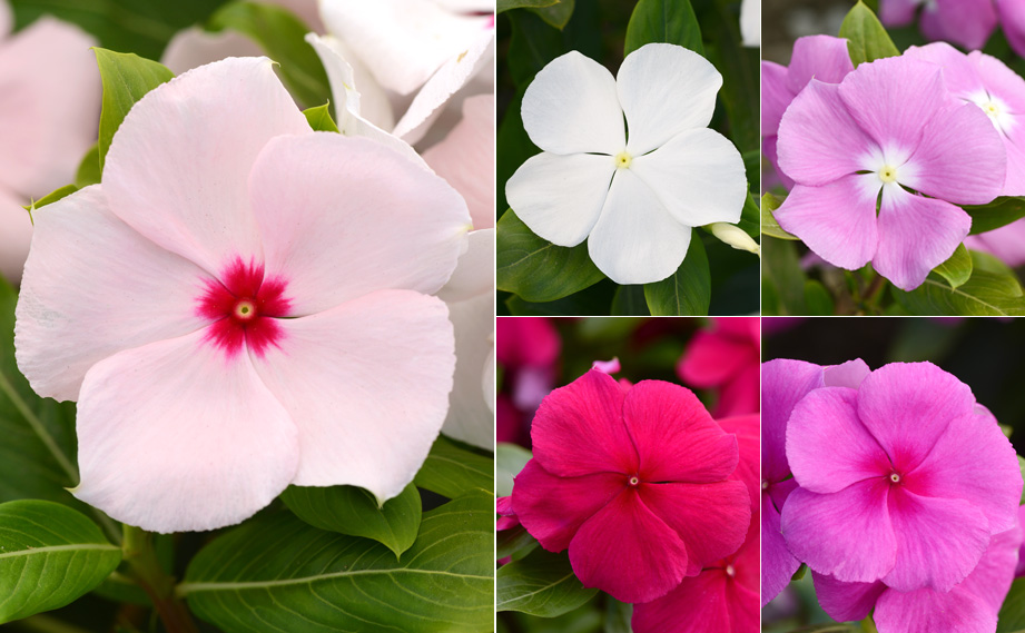 ビンカ　バリアント シリーズ<