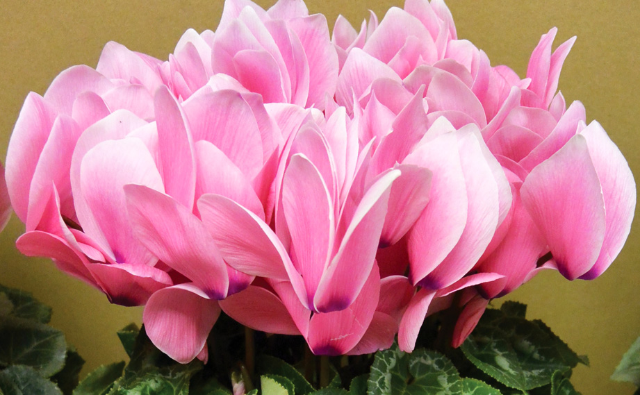 シクラメン　ハヤカワ パステル シリーズ<