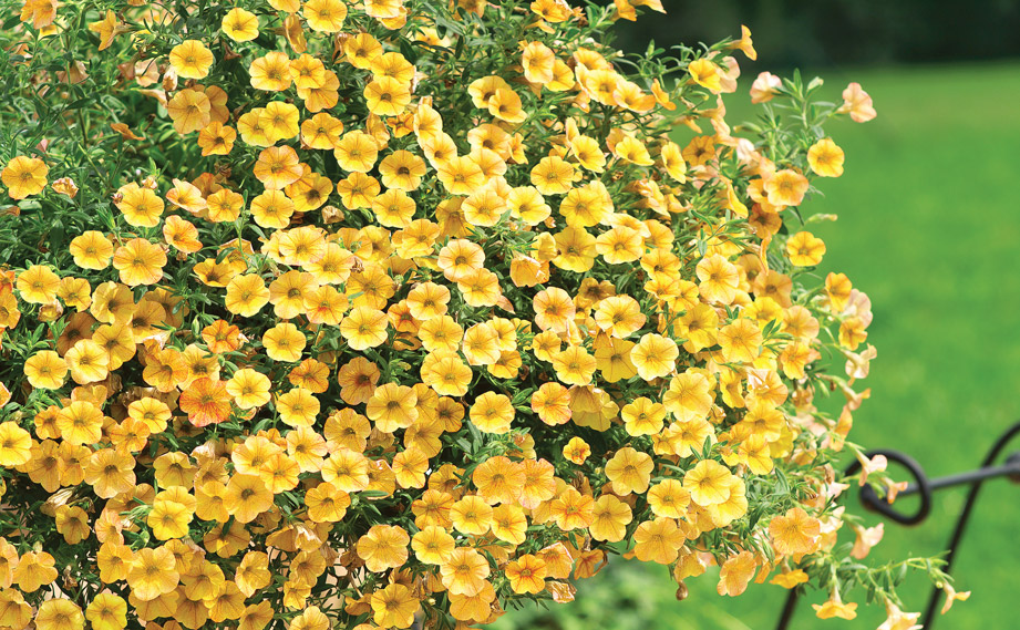 カリブラコア　セレブレーション<