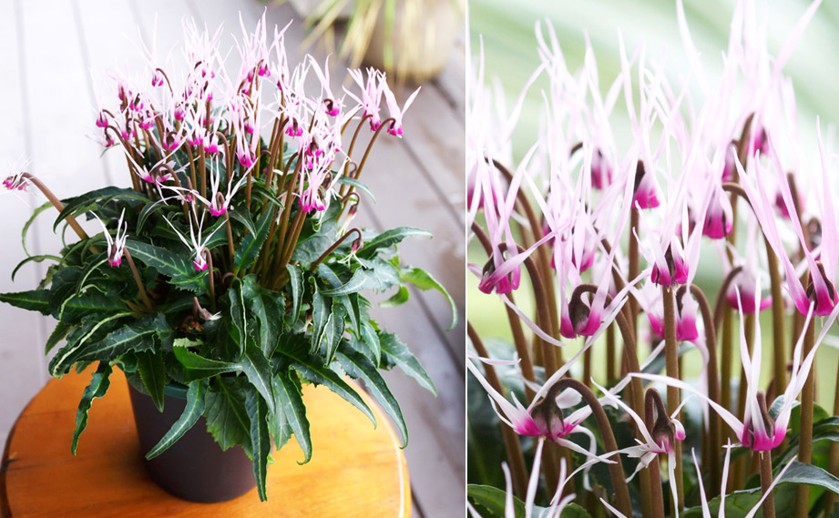 シクラメン　ピーコック<